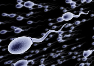 spermatozoi